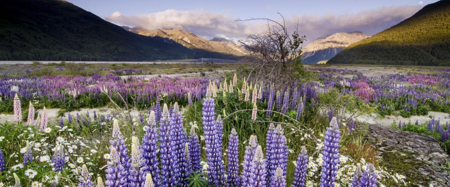 Paarse lupines bij de Arthurs Pass op het Zuidereiland