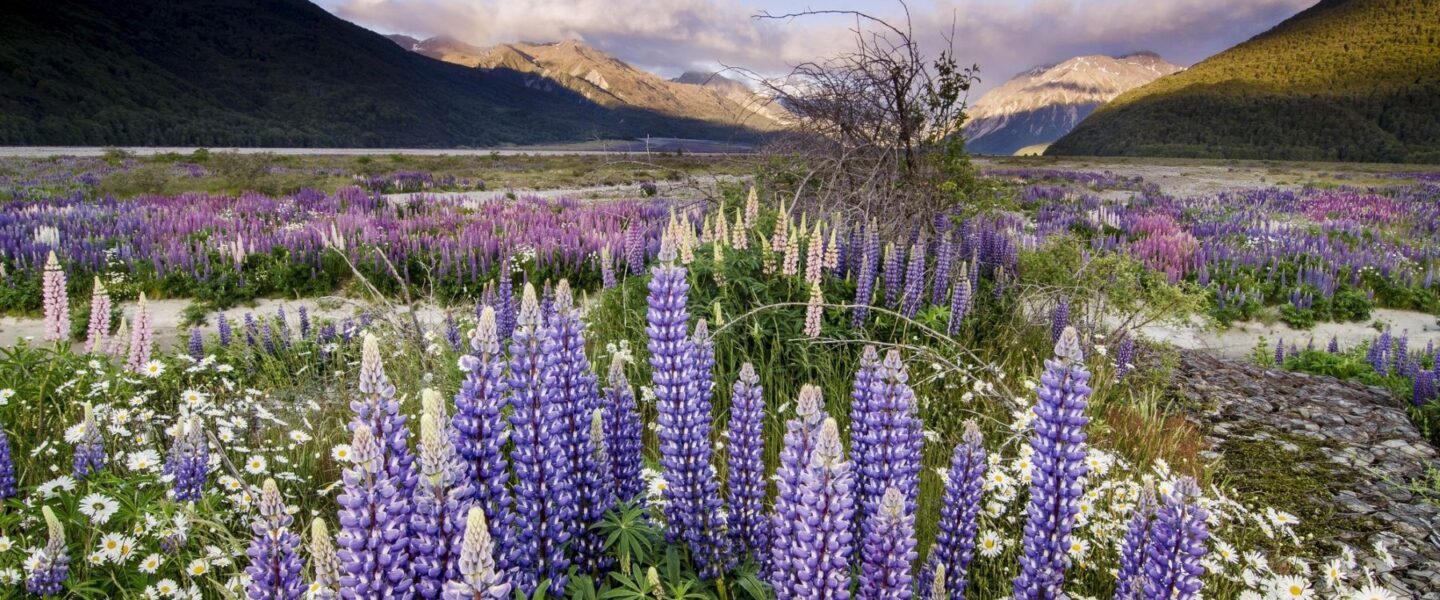 Paarse lupines bij de Arthurs Pass op het Zuidereiland