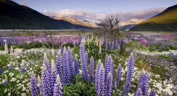 Paarse lupines bij de Arthurs Pass op het Zuidereiland
