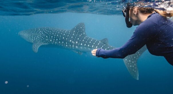 Vrouw is aan het snorkelen met een walvishaai in het Ningaloo Reef in Western Australia
