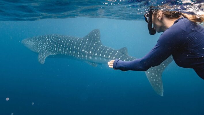 Vrouw is aan het snorkelen met een walvishaai in het Ningaloo Reef in Western Australia