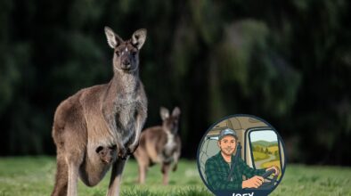 Kangoeroe met joey in de buidel