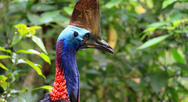 Hals en kop van de kasuaris in Cairns in Queensland