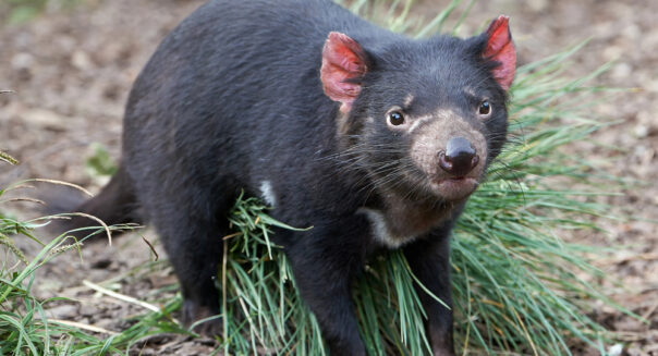 Tasmanian devil staat in een graspol en kijkt in de camera