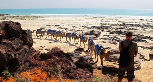 Kamelen lopen van het strand af in Broome
