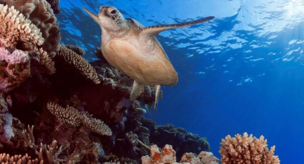 Schildpad zwemt bij het koraalrif in het Great Barrier reef