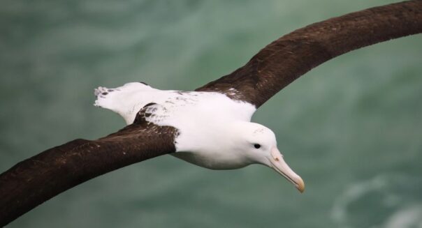Albatros in vlucht bij Otago Peninsula Zuidereiland