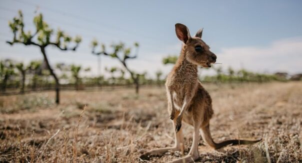 Kangoeroe joey staat op een veld en eet gras