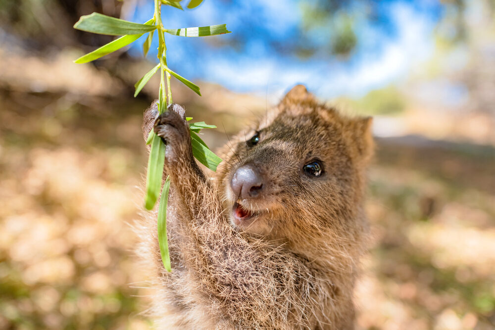 Quokka van dichtbij op Rottnest Island
