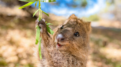 Quokka-lacht-en-slingert