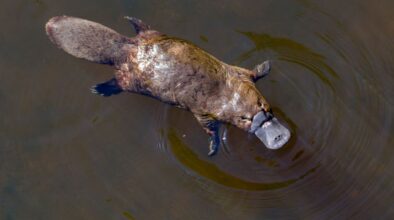 Platypus