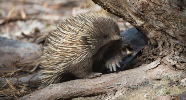 Echidna kruipt tussen boomtakken op de grond