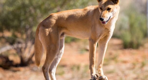 Wildo dingo kijkt op in de buurt van Alice Springs