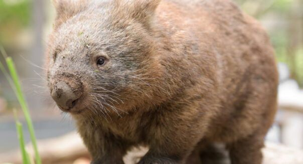 Wombat loopt over een rots