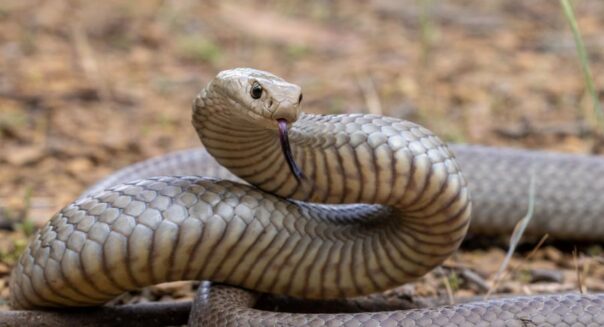 Eastern brown snake steekt zijn tong uit