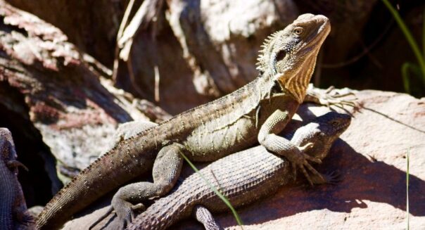 Water dragon reptiel leunt op ander reptiel op een rots