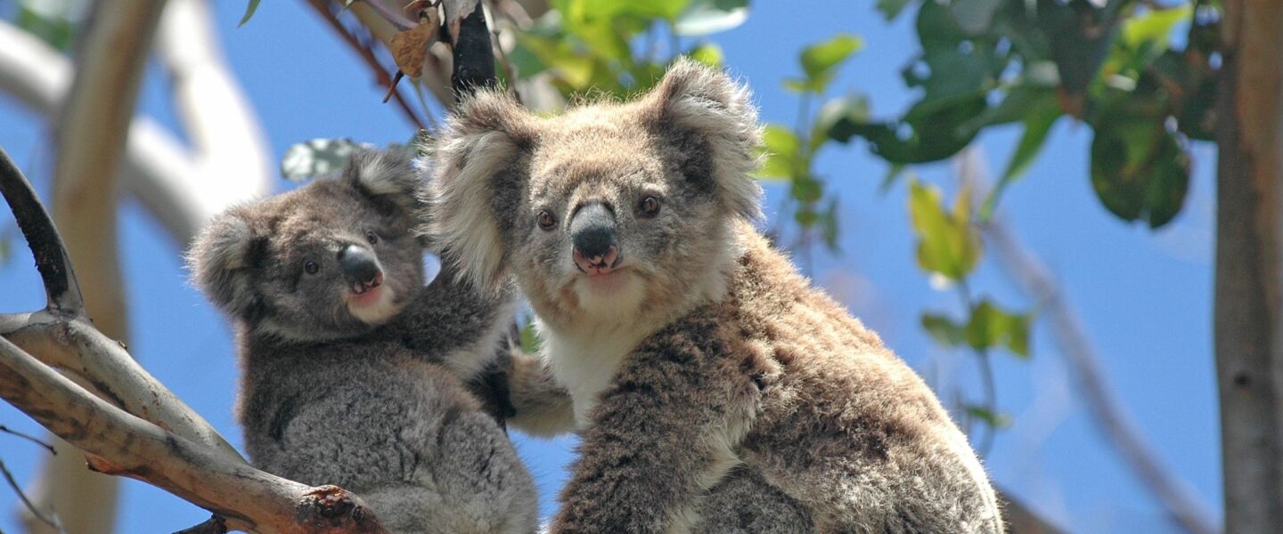 Koala met jong op een tak