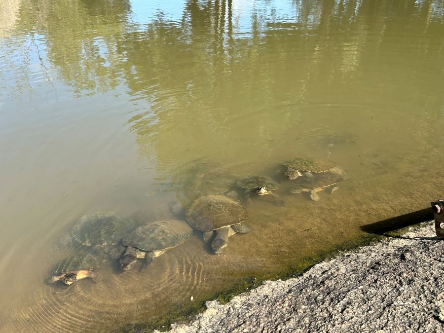Schildpadden zwemmen in de Granite Gorge