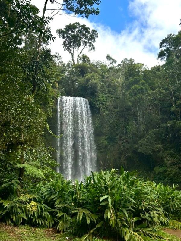 Zicht op de Millaa Millaa Falls in de Atherton Tablelands