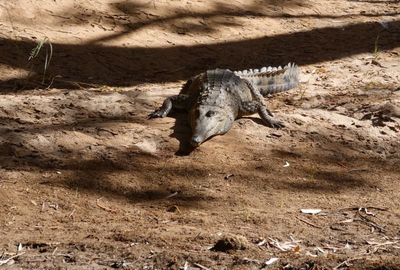 Krokodil ligt op een zandbank in de Cobbold Gorge