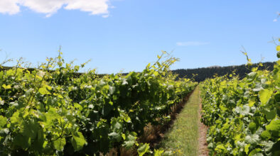 Wijngaard in de wijnregio bij Martinborough