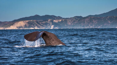 De staart van een Sperm Whale in de zee bij Kaikoura