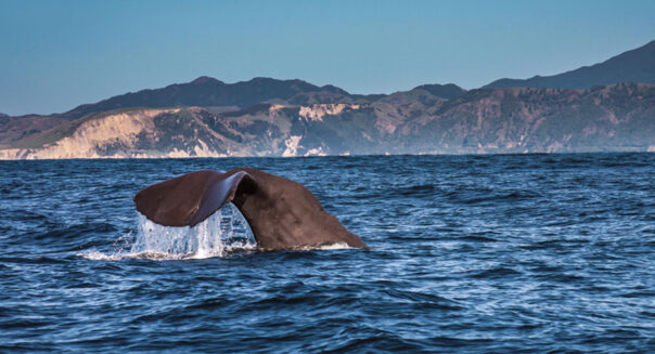 De staart van een Sperm Whale in de zee bij Kaikoura