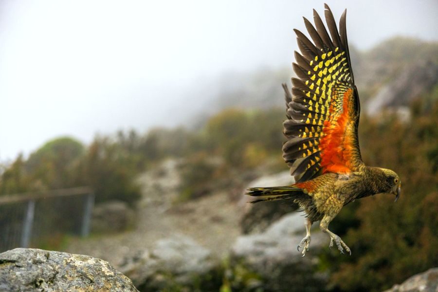 Kea vogel vliegt met vleugels wijd in Nieuw-Zeeland