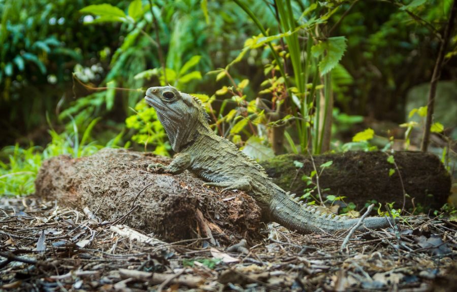 Een tuatara zit op een steen in Nieuw-Zeeland