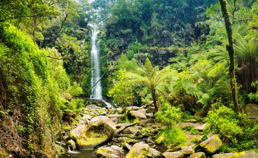 Zicht op de Erskine Falls in de Otways langs de Great Ocean Road