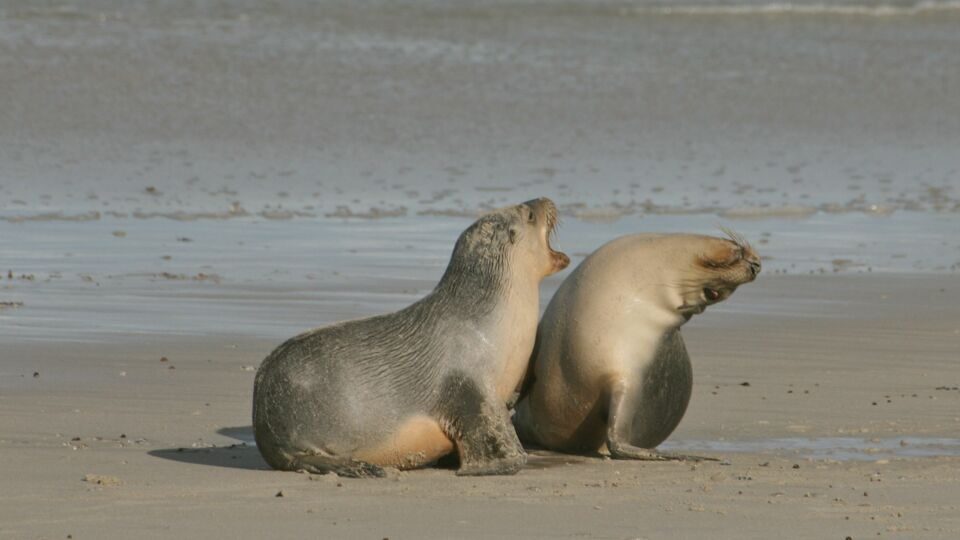 Zeehonden bij SealBay op Kangaroo Island