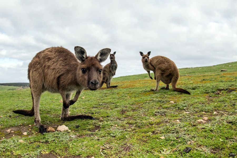 Kangoeroes op Kangaroo Island staan op een grasveld