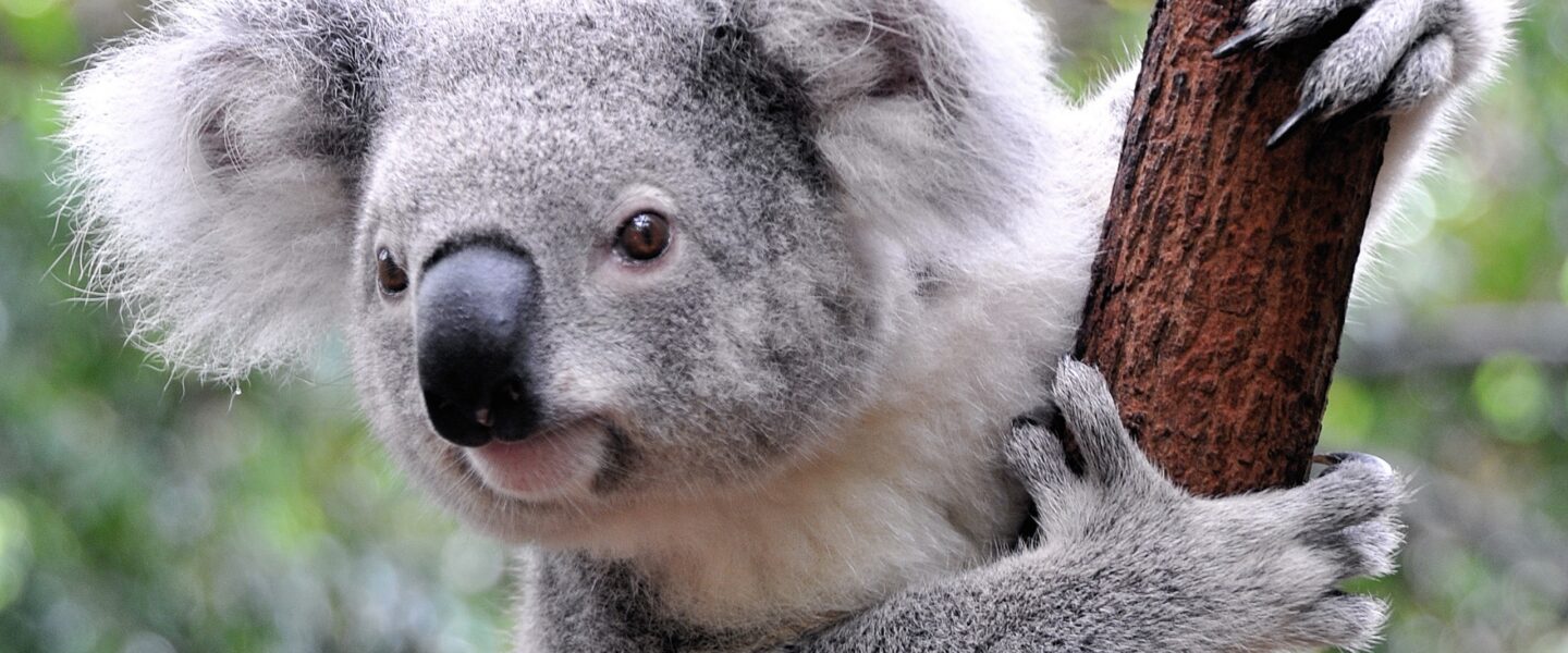 Koala houdt stok vast en kijkt naar de fotograaf
