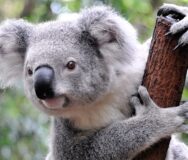 Koala houdt stok vast en kijkt naar de fotograaf