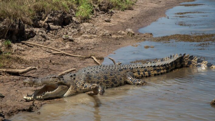 Australië krokodil Adelaide River