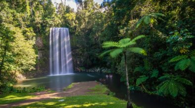 Zicht op de Millaa Millaa Falls in de Atherton Tablelands met palmboom op de voorgrond
