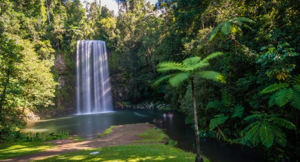 Zicht op de Millaa Millaa Falls in de Atherton Tablelands met palmboom op de voorgrond