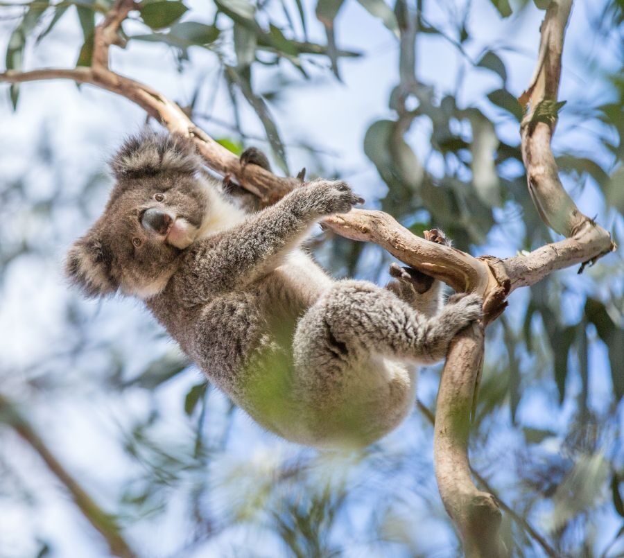 Koala hangt aan een tak in Queensland