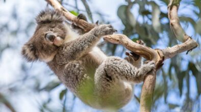 Koala hangt aan een tak in Queensland