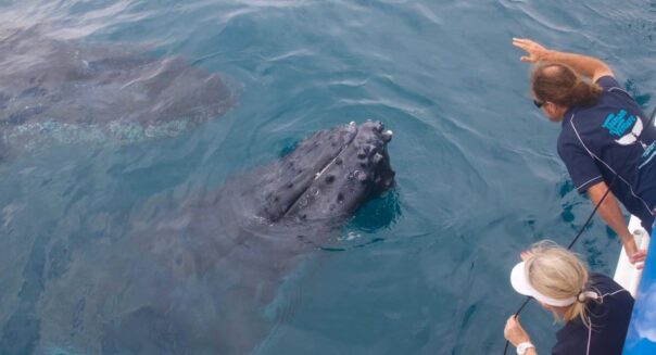 Walviasexcursie Hervey Bay Queensland