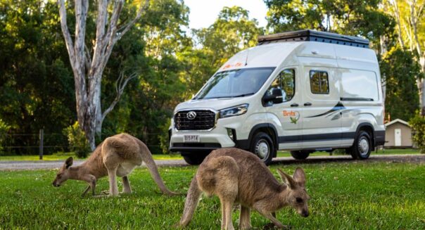 Britz Voyager Noosa kangoeroes