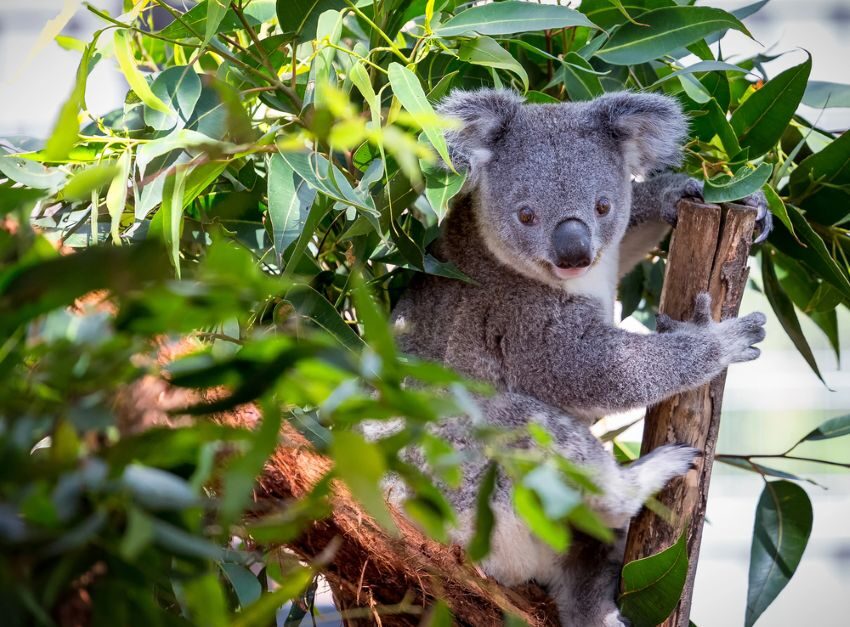 Koala in boom