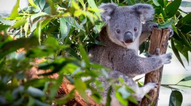 Koala in boom