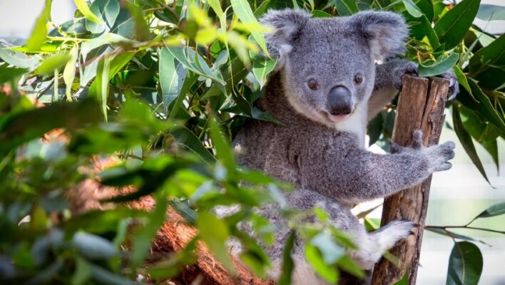 Koala in boom