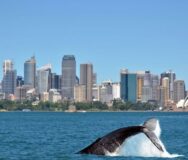 Walvis duikt in de haven Sydney met de skyline op de achtergrond