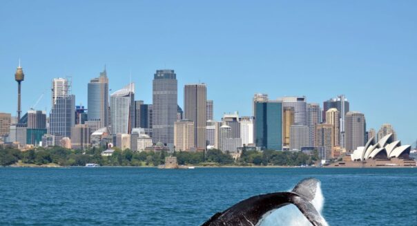 Walvis duikt in de haven Sydney met de skyline op de achtergrond