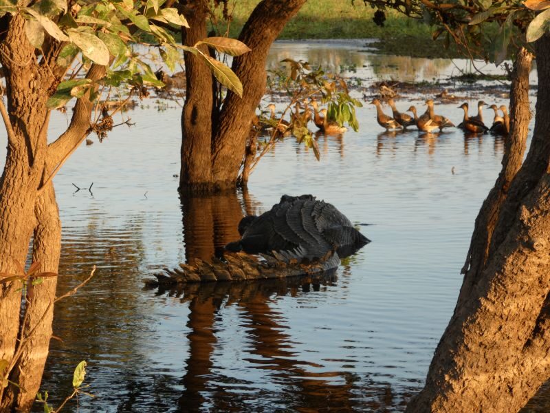 krokodil ligt stil in de Yellow River Billabong in Kakadu