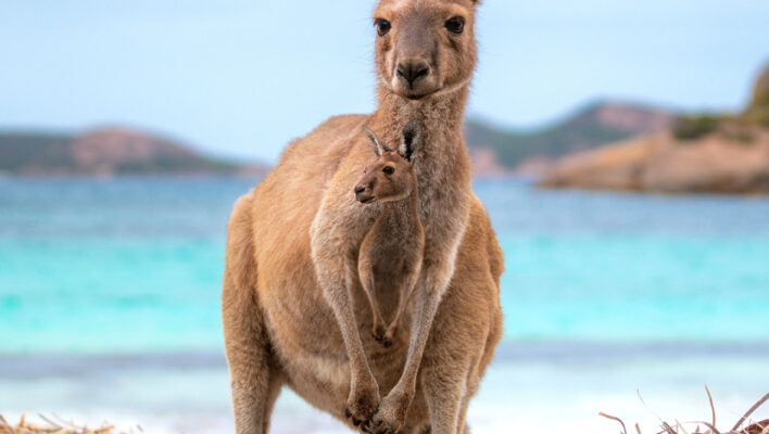 Esperance Lucky Bay kangoeroe