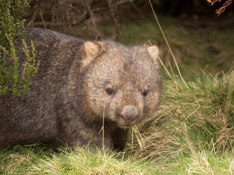 Wombat