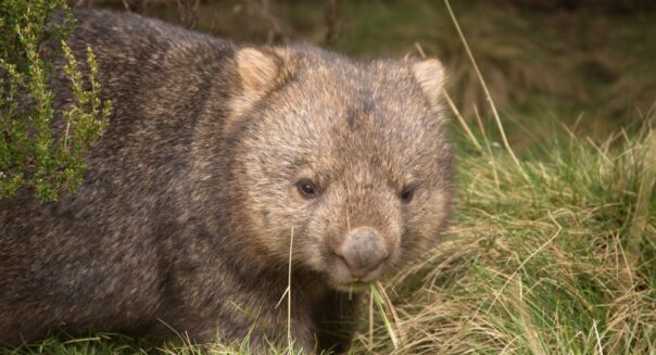 Wombat